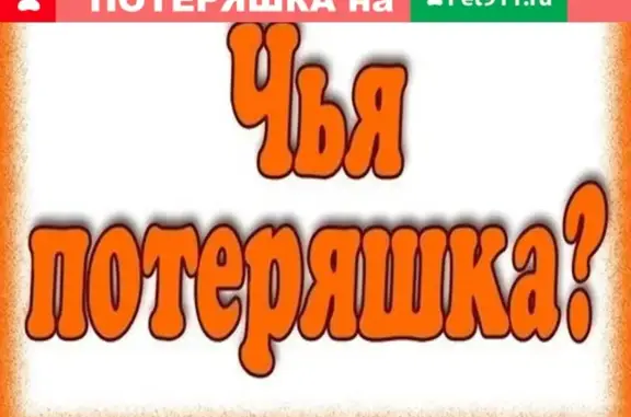 Найдена кошка в районе Центрального стадиона, Курган