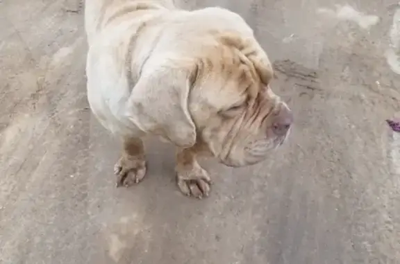 Собака найдена в Балашихе, квартал Щитниково