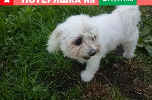 Найдена собака на ул. Постышева, Иваново