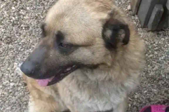 Потерян пес в районе ГАИ в Канске