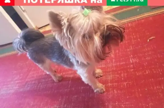 Собака на Худякова, Челябинск.