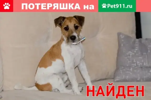 Собака найдена на Зеленой ул. в Марфино, Московская обл.
