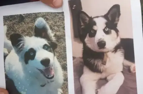 Собаки потеряшки, Новопичугово, фото: Потеряшка собака в селе Новопичугово