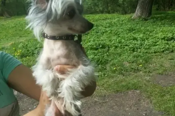 Найдена собака в Смоленске, микрорайон Королёвка