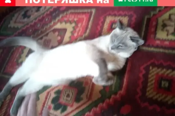 Найдена кошка в Перми