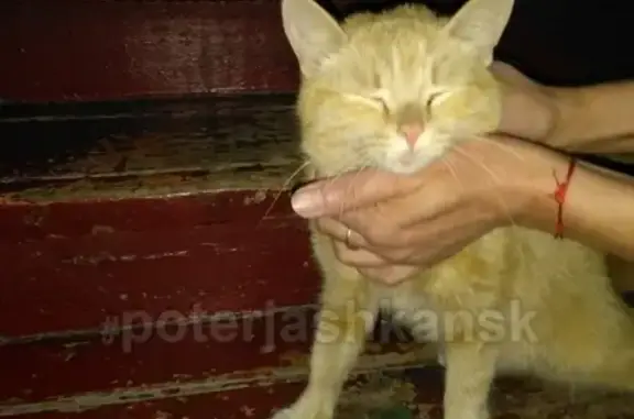 Найдена кошка на улице Звездная, Первомайский район.