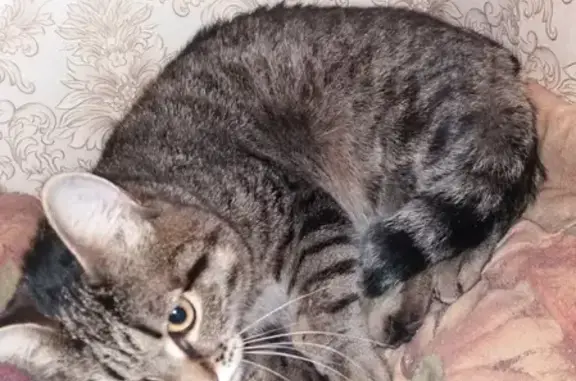 Найден травмированный кот в Шадринске, Луначарского 29