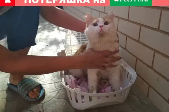 Найден молодой кот в Краснодаре в стрессе