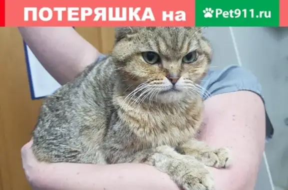 Найдена кошка на ул. 339 стрелковой дивизии, Ростов-на-Дону