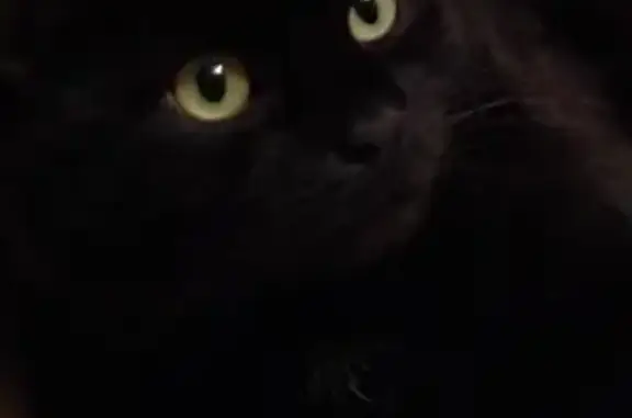 Потерянные животные Москва, фото: Пропала кошка в районе Красной Пахры, вознаграждение 10 тыс. рублей.