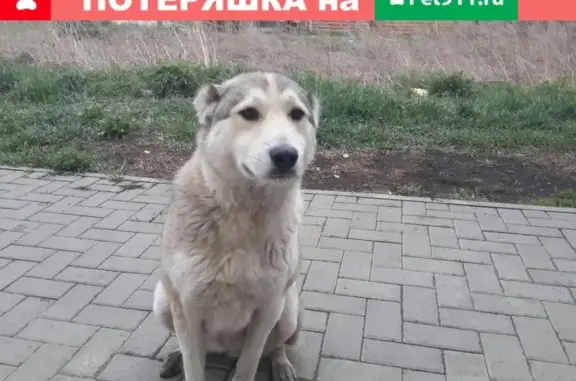 Найдена собака на ул. Гидростроителей, д.36