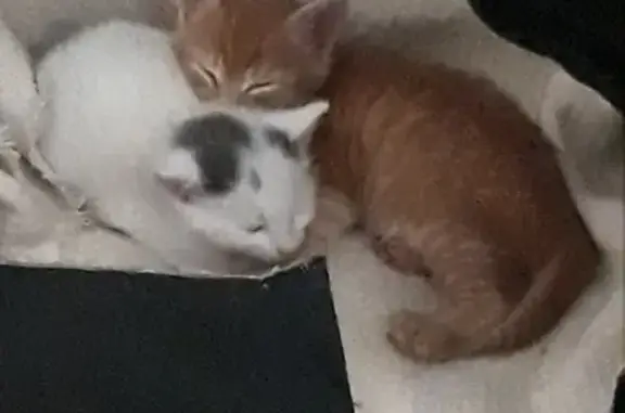 Кошки потеряшки, Тумботино, фото: Потеряшка белая кошка с пятнами на хвосте и голове в Тумботино, Нижегородская область