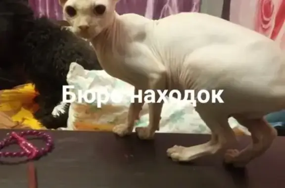 Пропала кошка Фани на Кирпичном (13.05) - помогите найти!