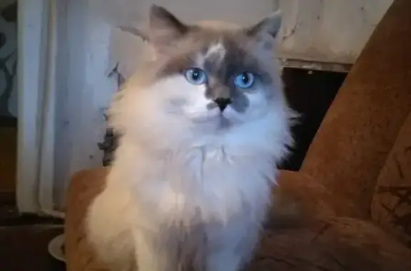 Пропала кошка Лексус в Чернянке, Белгородская область