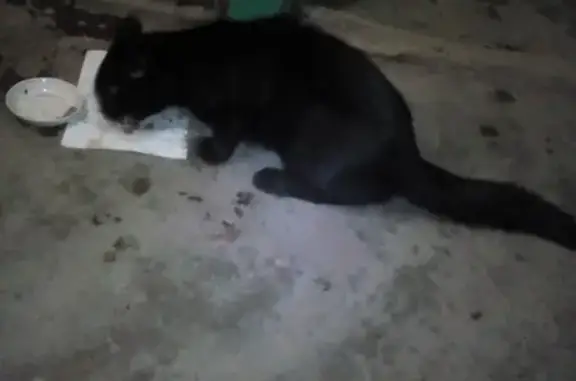Найден черный кот на ул. Стачек, 25 (Екатеринбург)