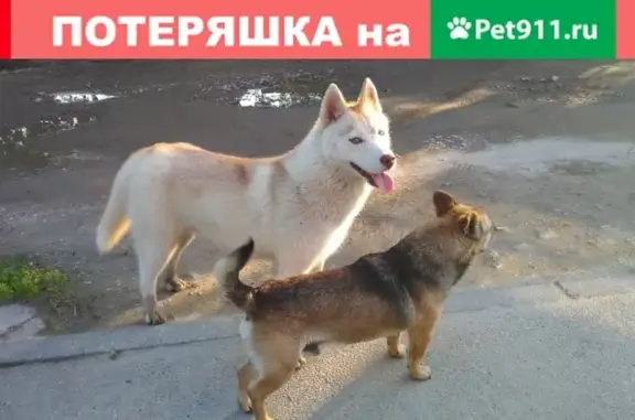 Собака Хаски найдена в Пашковке, Краснодар.