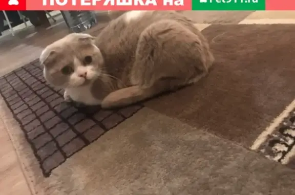 Пропал кот в Золотой Хохломе, Нижний Новгород