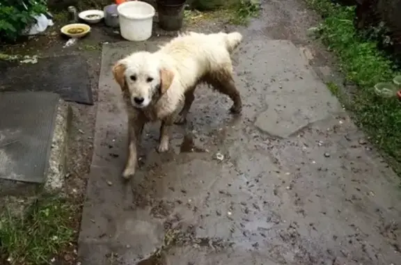 Найдена собака в Ахтырском, Краснодарский край