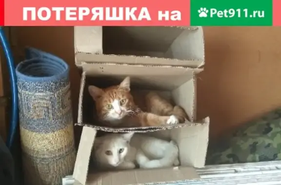 Пропал кот на 1-ой Булатовской улице, Иваново