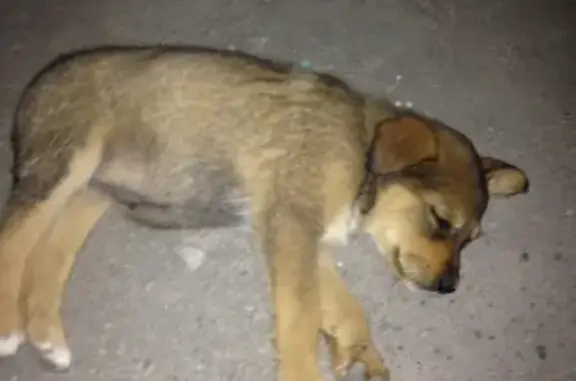 Пропала собака в Кузнецке, кличка Ляля, грязнорыжий окрас, район почты на Кировой.