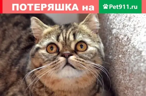 Кошки потеряшки, Смоленск, фото: Потеряшка кошка на ул. Губенко 26, Смоленск