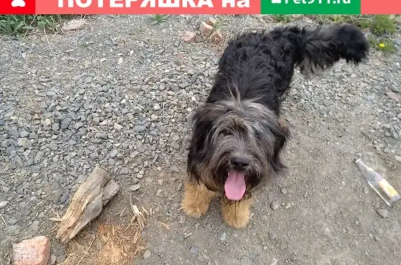 Найдена собака в СНТ Аист, Новосибирск