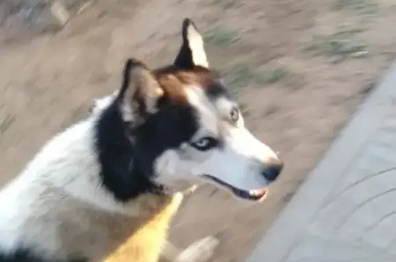 Собака найдена: черная спина, голубые глаза, Волгоград, Административная улица 9