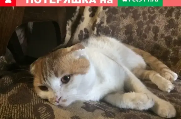 Найдена кошка в Екатеринбурге, бело-рыжего окраса, вислоухая.