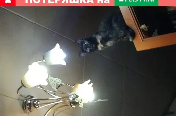 Пропала кошка с синей поводком на Верхне-Пролетарской, 31