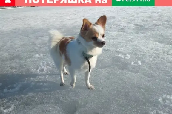 Пропала собака в Первоуральске, ул. Прокатчиков 2