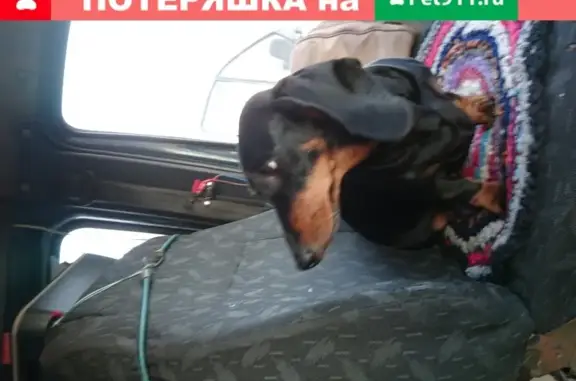 Найдена собака-потеряшка на Трамвайных пр. в СПб