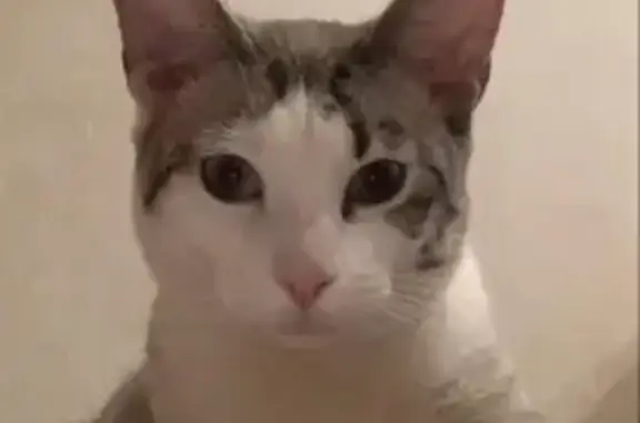 Собаки потеряшки, Москва, фото: Потеряшка собака на улице Селезнёвская, Москва