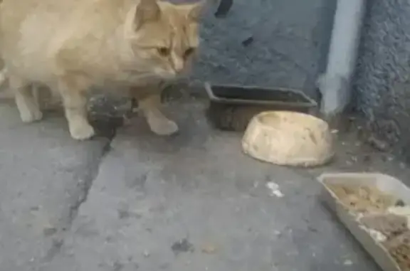Рыжая кошка найдена в Санкт-Петербурге