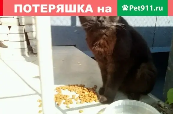 Найдена кошка на ул. Козловская, Волгоград