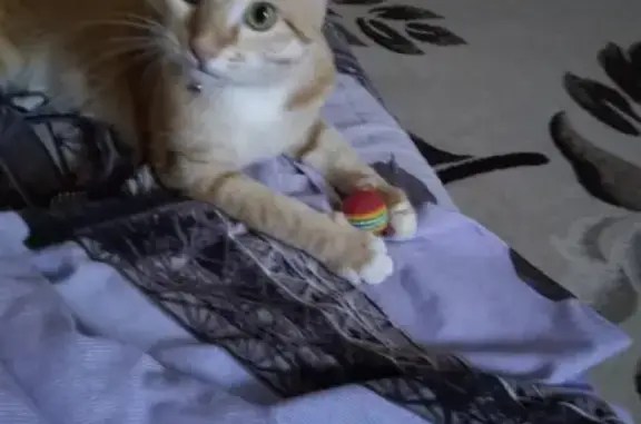 Кошки потеряшки, Ярославль, фото: Потеряшка кошка Кузя на пр. Мошиностелей 46, г. Ярославль