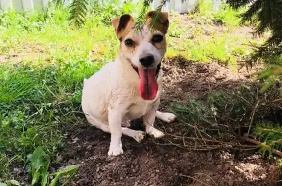 Пропала собака в Пушкинском районе, вознаграждение