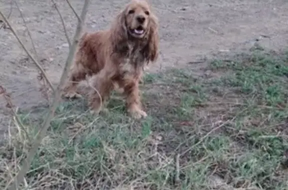 Собака Кокер спаниэль найдена в Чите на улице Амурская