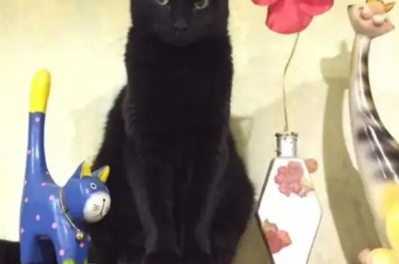 Кошки потеряшки, Ракомское, фото: Потеряшка кошка в деревне Хотяж, Новгородская область