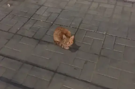 Найден рыжий кот на Волоколамском проспекте, Тверь!