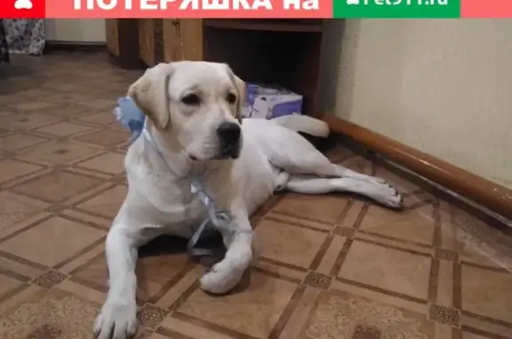 Пропала собака в Черемхово, Шадринка