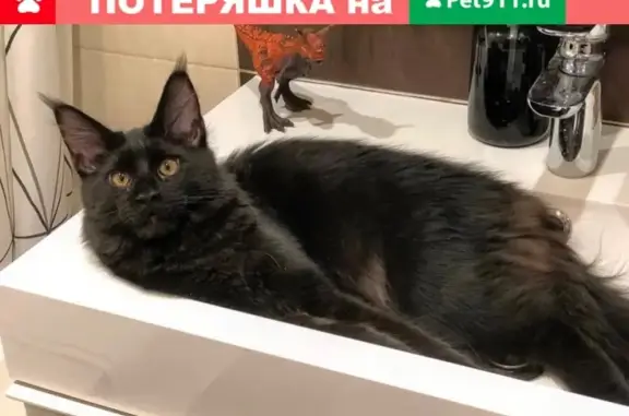 Пропала кошка Космос в садоводстве МАРИЯ, Ленобласть