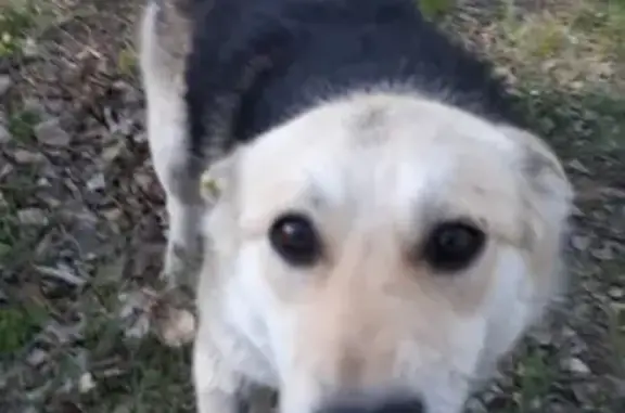 Найдена собака в парке 30 лет ВЛКСМ, Омск