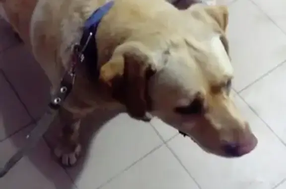 Найдена собака в Краснодаре, Рахманинова 30