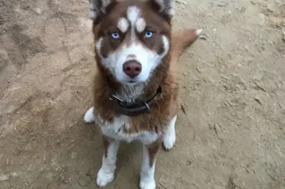 Найден пёс на аллее смелых в Калининграде