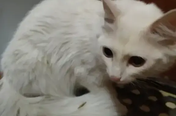Пропала белая кошка на Тихом Компросе (Пермь) 13 мая