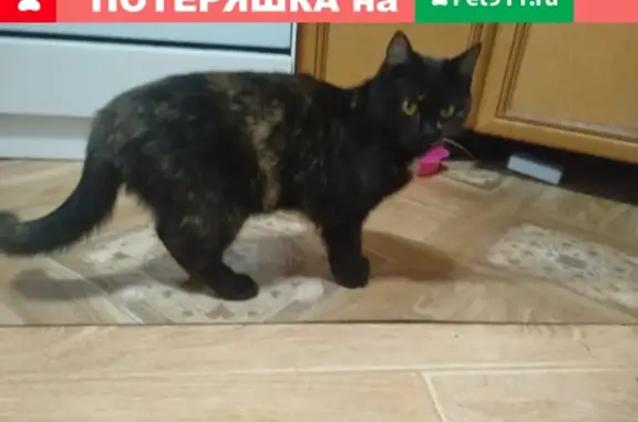 Кошки потеряшки, город Кяхта, фото: Потеряшка кошка в г. Кяхта, Республика Бурятия