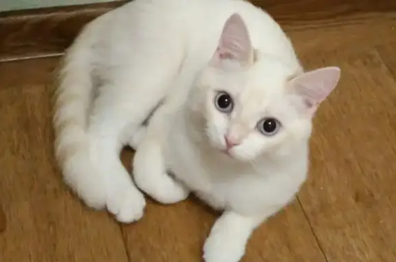 Кошки потеряшки, Новосибирск, фото: Потеряшка кошка на Пионерской улице