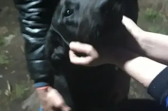 Найден чёрный лабрадор в Нижнеудинске, Россия