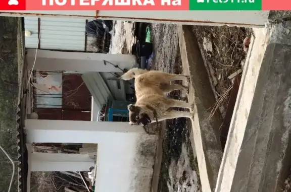 Пропала молодая сука в районе Соснового бора, Волгоград