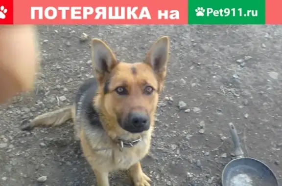 Пропала немецкая собака в Оренбурге